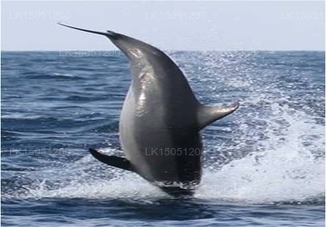 Dancing Dolphin, Kalpitiya