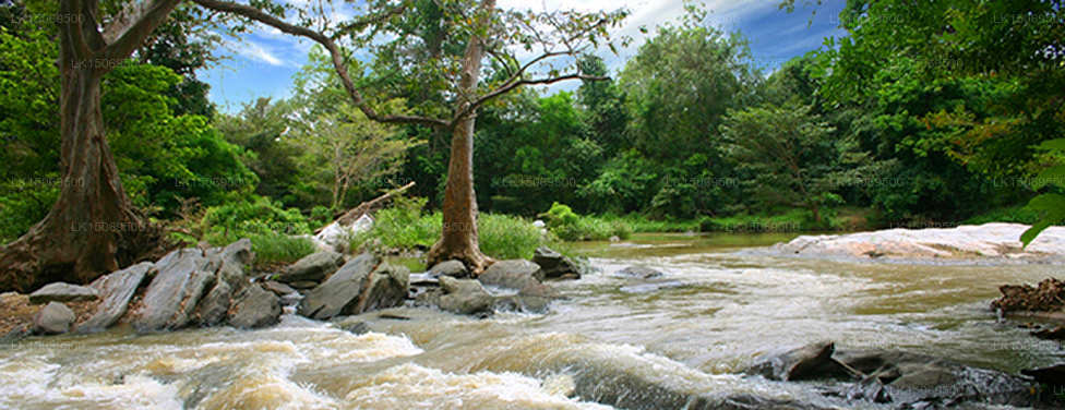 Kumbuk River, Buttala