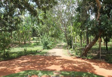 Cadjan sacred, Anuradhapura