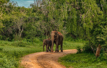 Udawalawe National Park Safari from Hambantota Port 