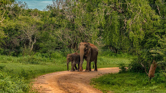 Udawalawe National Park Private Safari