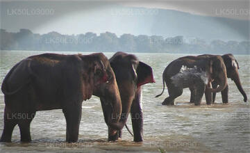 Elephant Explorer Tour From Kandy