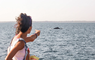 Whale Watching from Beruwala