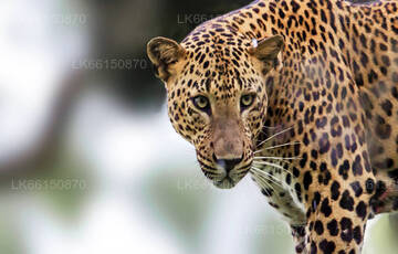 Leopard Watching