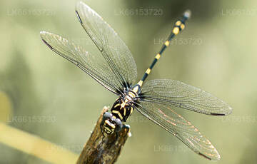 Dragonfly Watching from Sigiriya