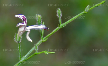 Andrographis paniculata