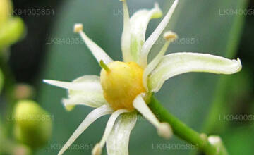 Acronychia pedunculata