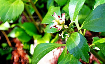 Rauvolfia densifolia