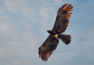 The Black Eagle