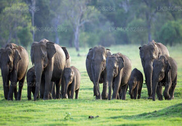 Elephant Gathering