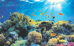 Korallenschutzgebiet