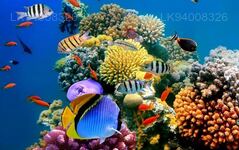 サンゴ保護区