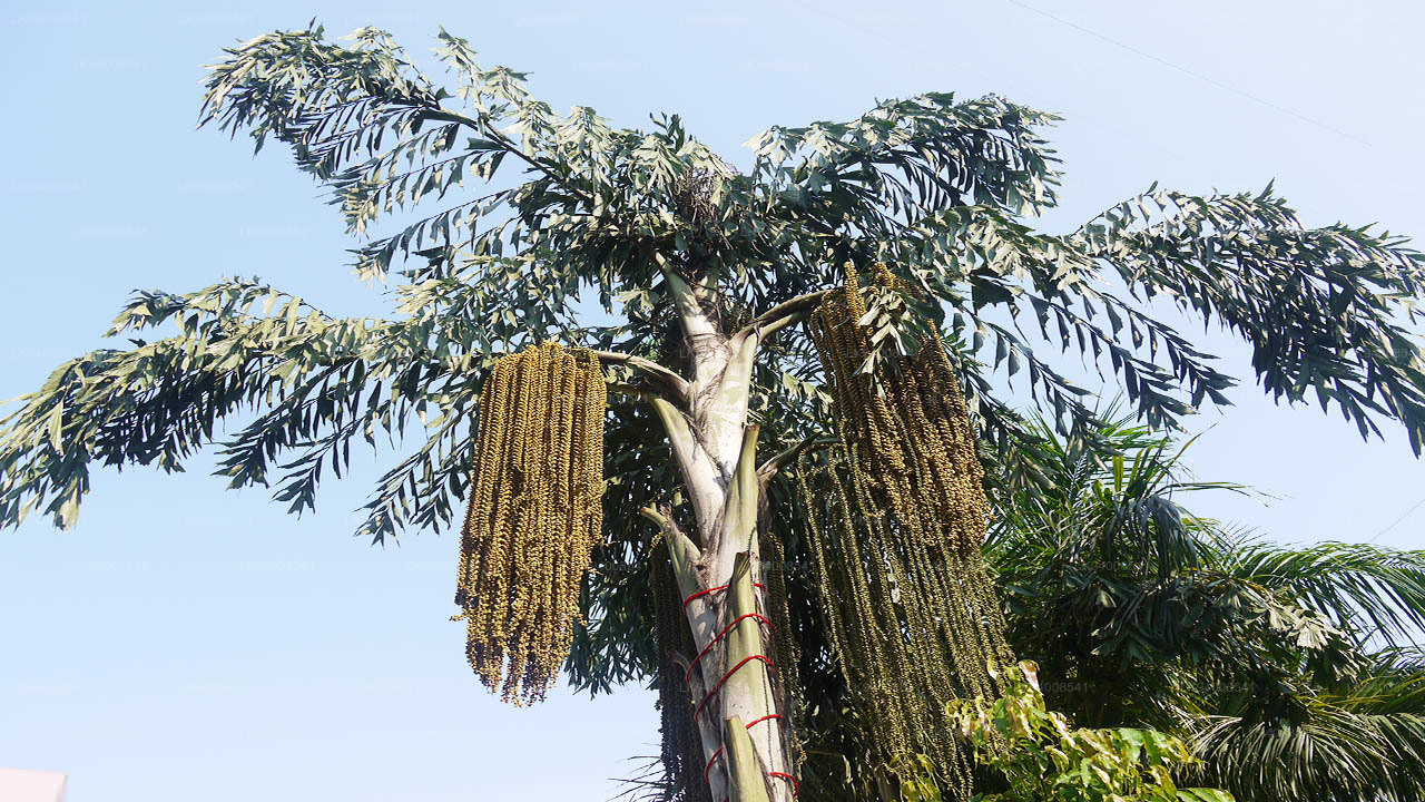 Kithul Palm