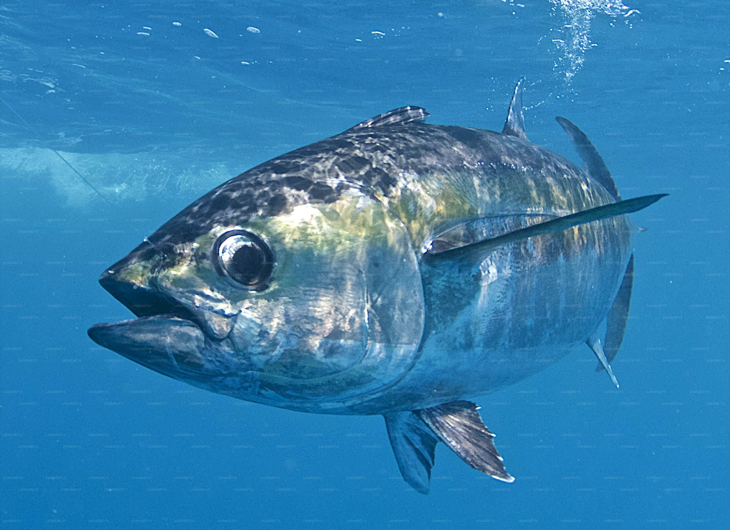 Bigeye Tuna