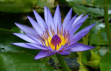 National Flower (Blue Water Lily)