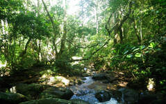 Dunumadalawa Forest