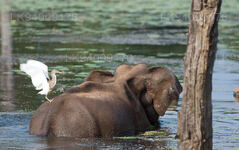 Schwimmende Elefanten