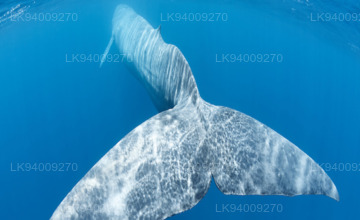 Omura's Whale