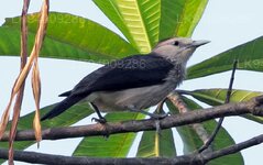 White Faced Starling