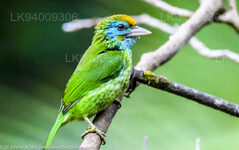 Yellow Fronted Barbet