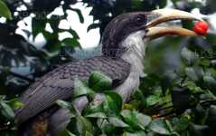 Ceylon Grey Hornbill