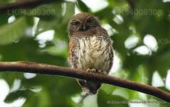 Chestnut Backed Owlet