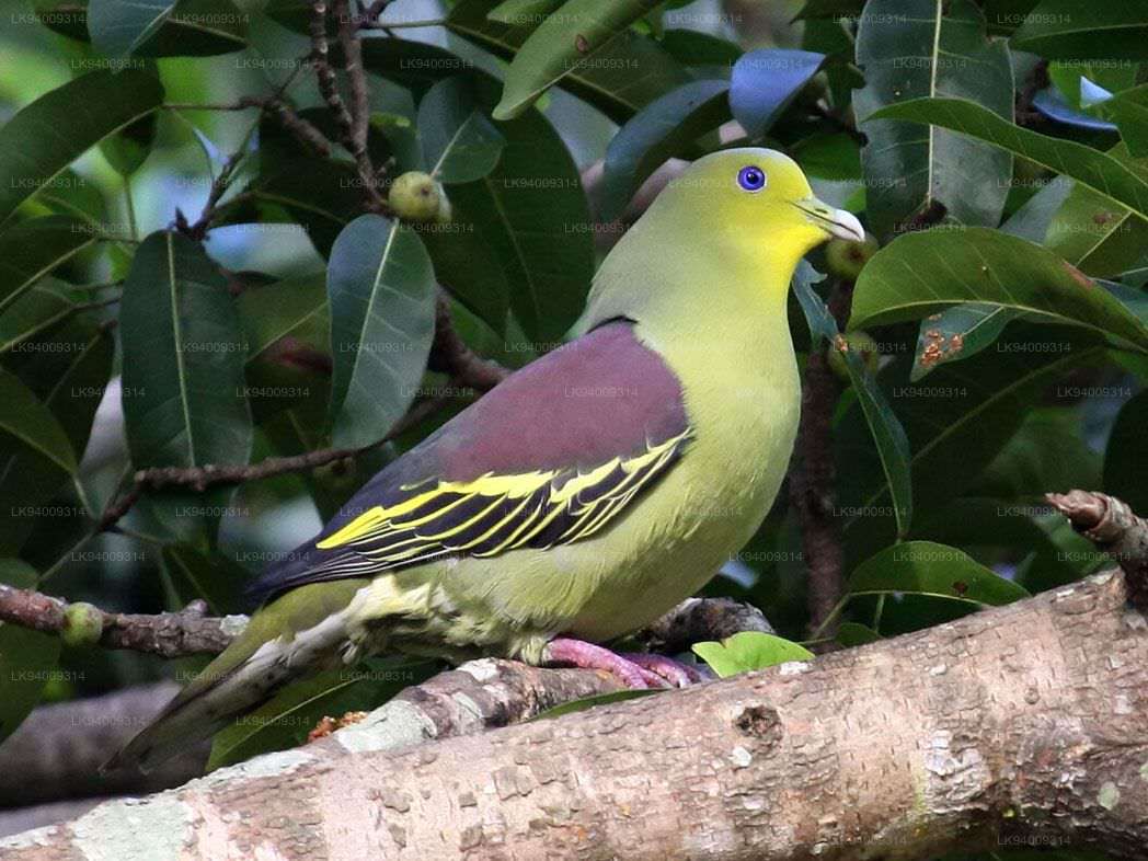 Ceylon Green Pigeon