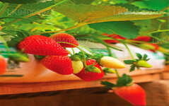 Erdbeerfarm Nuwara Eliya