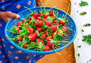 Strawberry Farm Nuwara Eliya