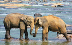 Feeding Baby Elephants