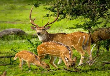 Nature Wildlife Sri Lanka