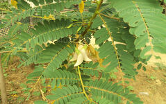 ハチドリの木「カトゥルムルンガ」
