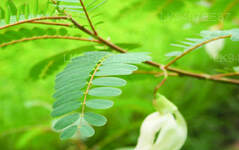 Hummingbird tree \'Kathurumurunga\'