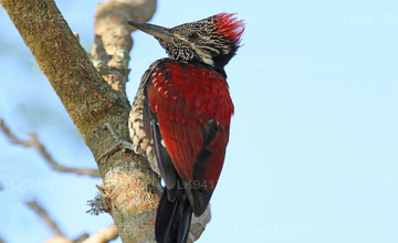 Red backed Flameback