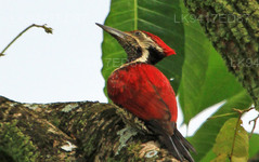 Red backed flameback