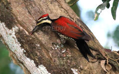 Red backed flameback
