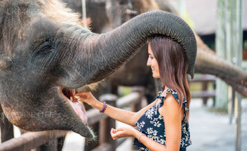 Elephant feeding