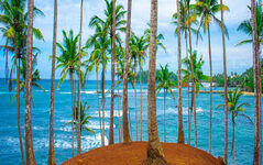 Kokosnussbaumhügel