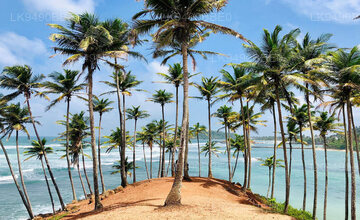Coconut Tree Hill
